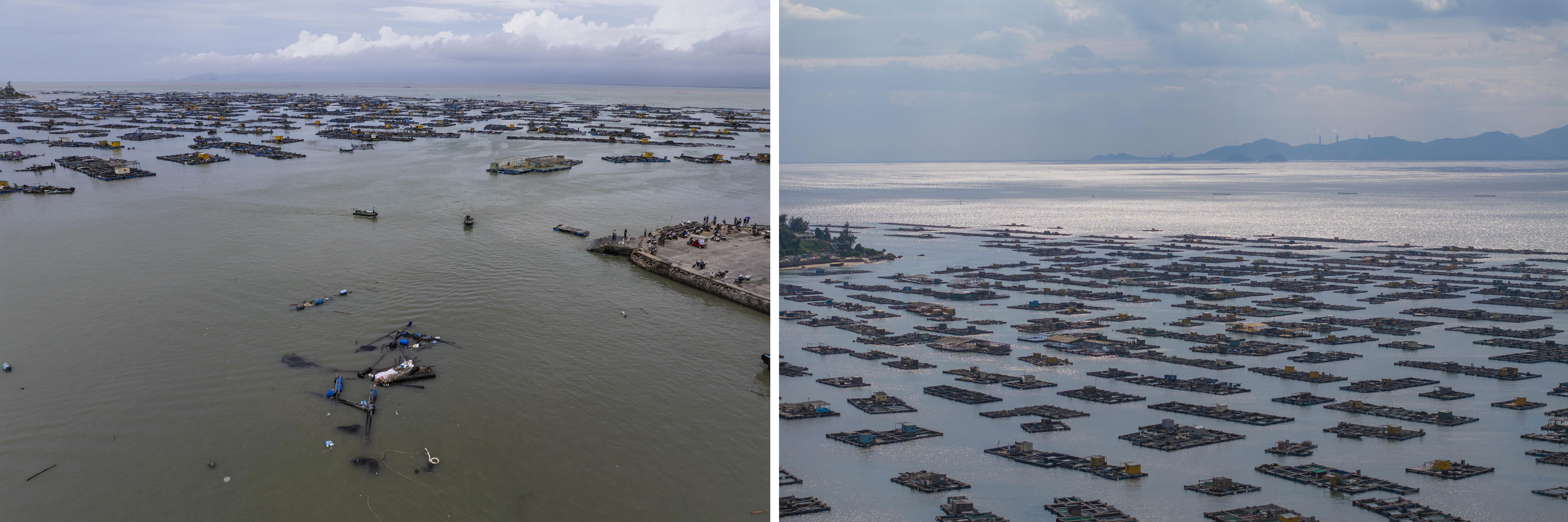 擦掉汗水继, 最大的渔排, 竹荚鱼 擦掉汗水继, 最大的渔排, 竹荚鱼